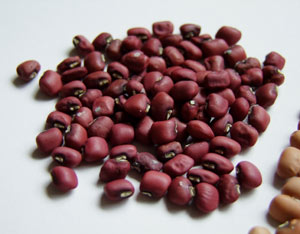 This pretty bean, ‘Haricot Rouge de Burkina Faso,’ is named for its place of origin, the West African country Burkina-Faso. It prospers even in harsh conditions.